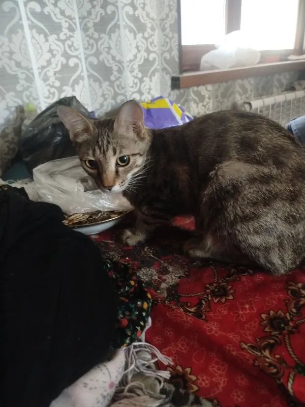 Подарю бенгальскую кошку тем, у кого есть двор 4 Подарю бенгальскую кошку тем, у кого есть двор 4