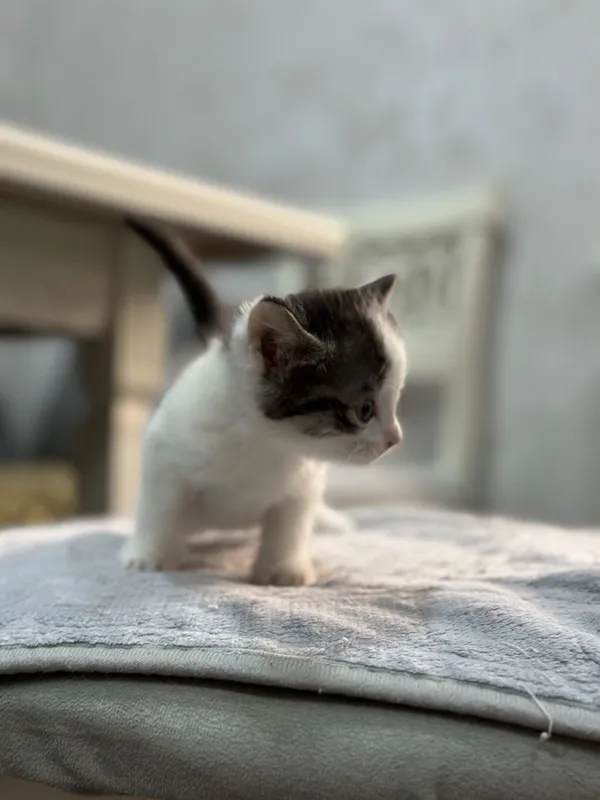 Породистые котята