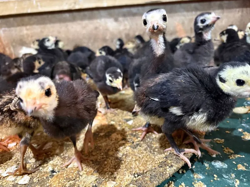 Pekin favarit goz tisarka jojalarin birinchi qol — фото 7