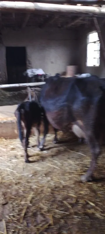 Ona bola sigir sotiladi kafolati bilan 4 Ona bola sigir sotiladi kafolati bilan 4