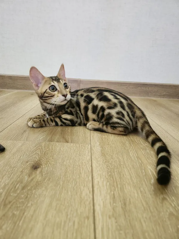 Bengal mushukcha бенгальский