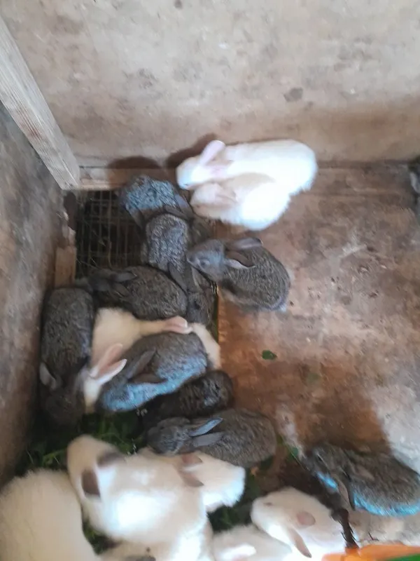 quyon bolalari sotiladi