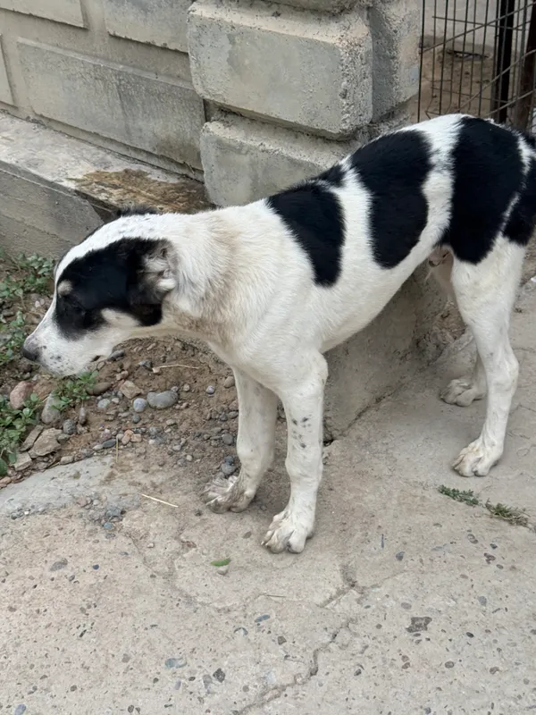 Toza Alabay kuchuk Soglom