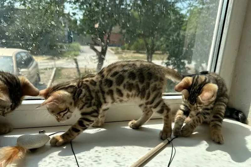 Бенгальские котята — фото 1
