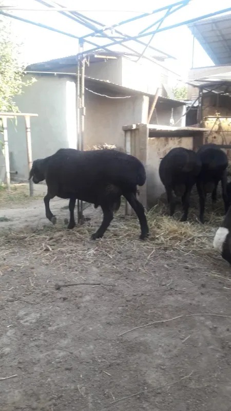 zotdor qoy sotiladi zotdor qoy sotiladi