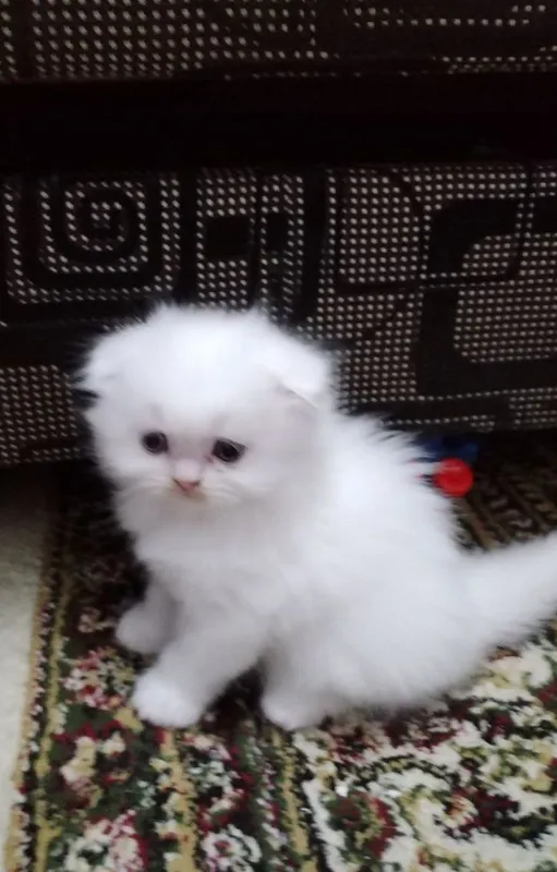 Продается Шотландские котята — фото 5