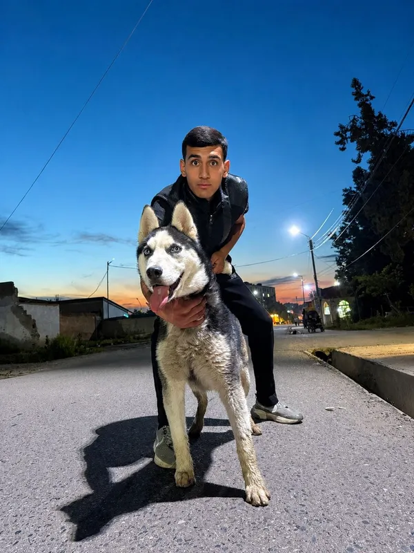 Sibiriski xaski 6 oylik erkak 6 Sibiriski xaski 6 oylik erkak 6