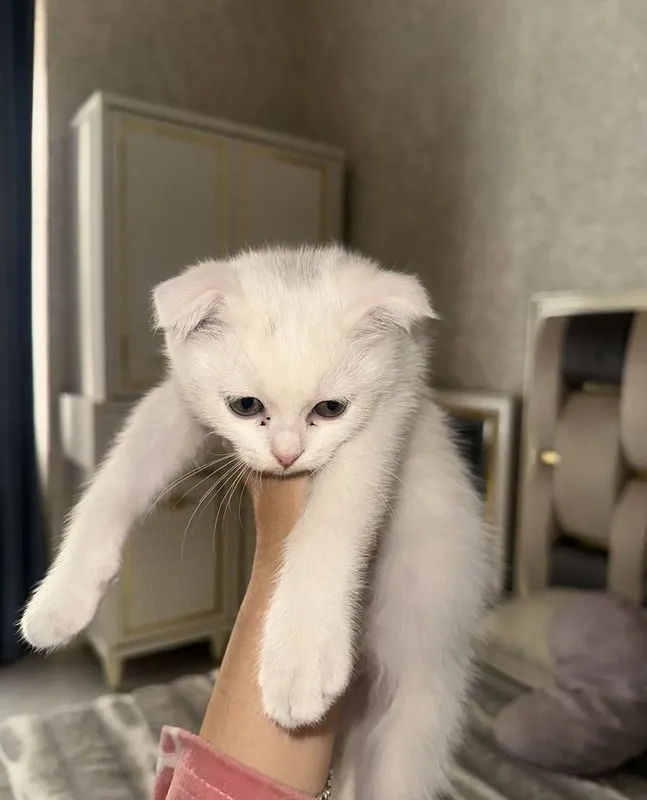 Продаются котята 1 Продаются котята 1