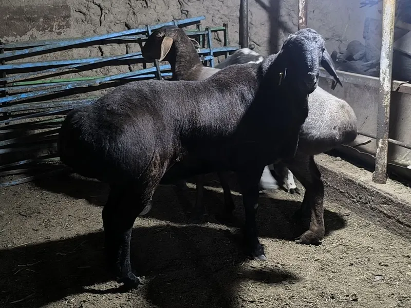 Qoʼchqorlar qurbonlik uchun bor