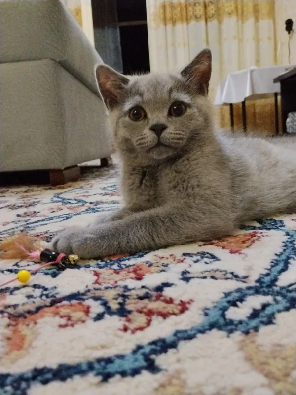 Короткошерстные британские котята — фото 3