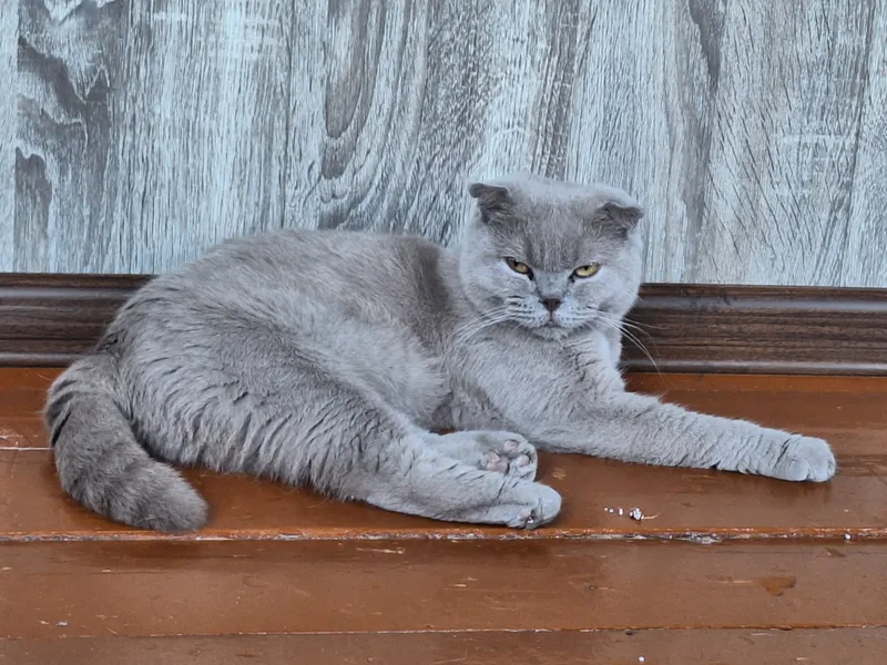 мушуклар сотилади — фото 1