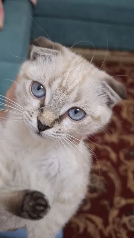 (Scottish Fold) Mushuk Sotiladi. — фото 1
