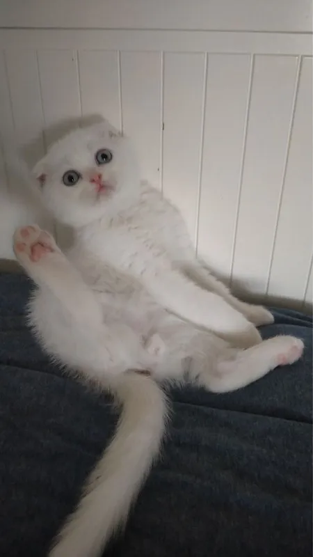 Котик шиншилла Фолд 2 месяцев 6 Котик шиншилла Фолд 2 месяцев 6