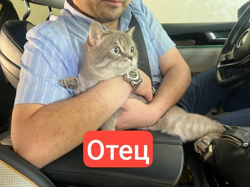 Продаются котята Scottish Fold и Straight 7