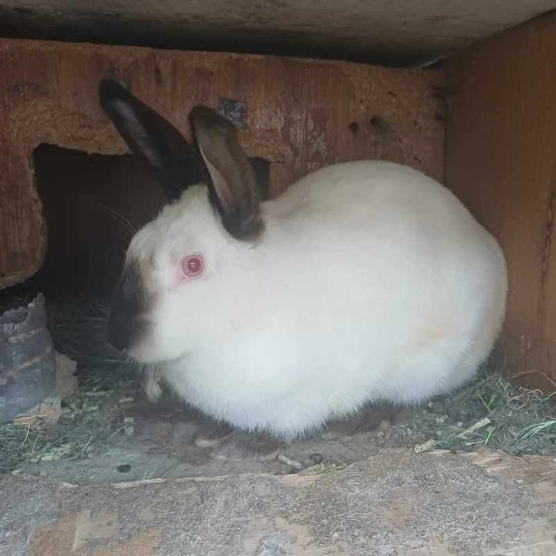 Домашний кролик quyon