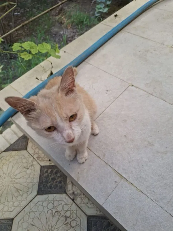 Отдадим бесплатно котёнка в добрые руки 2