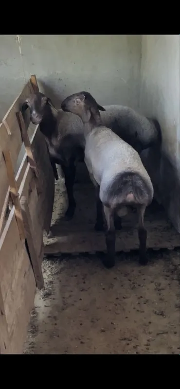 Она бола куй сотилади — фото 2 Она бола куй сотилади — фото 2