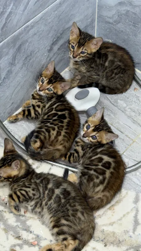 Bengal bolasi