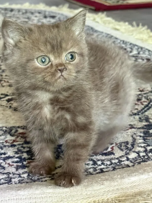 Продаётся котята — фото 1