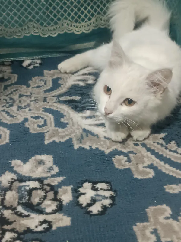 Британская кошка Британская кошка
