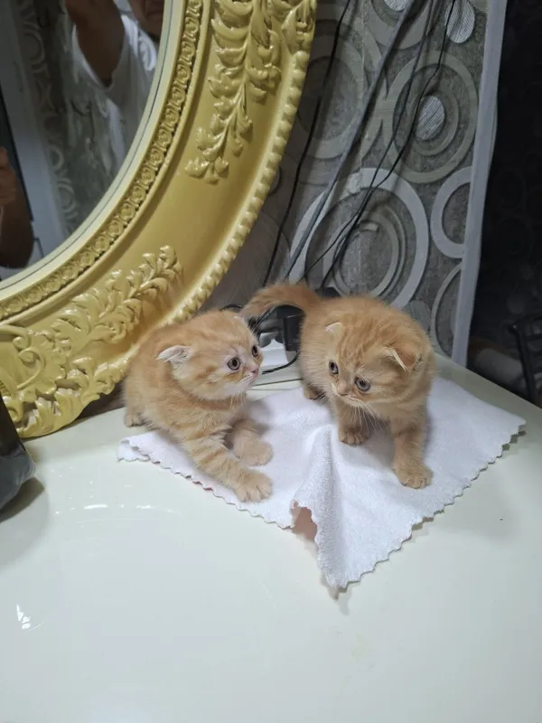 Котята кошки шотландский котёнок шотландская скоттиш фолд девочки Котята кошки шотландский котёнок шотландская скоттиш фолд девочки