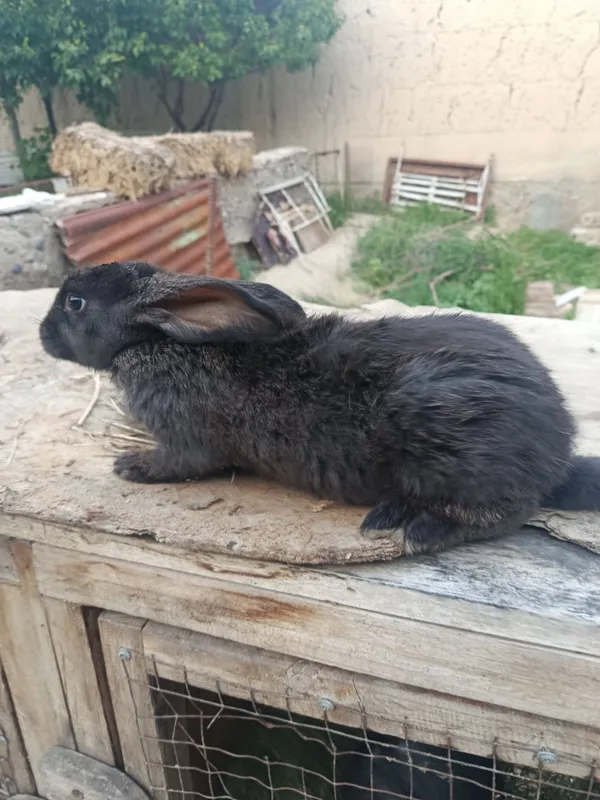 Кролики гибрид фландор великан 3