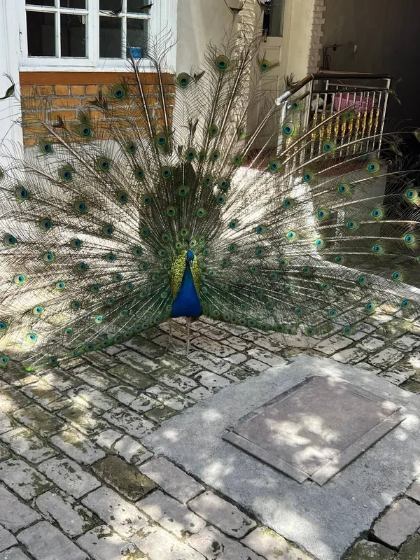 Tovus qulga urgangan