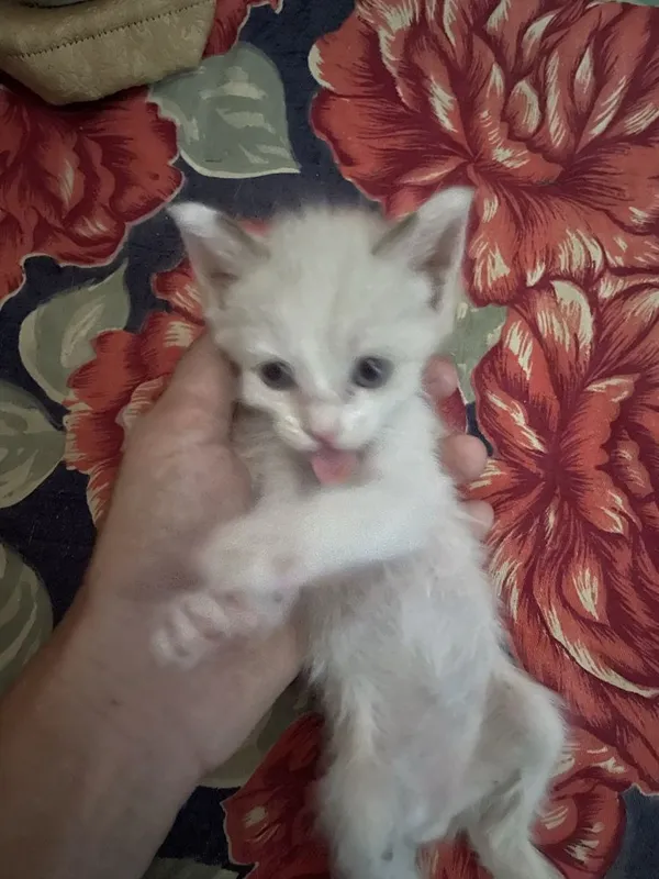 Отдадим котят в хорошие и добрые руки 2
