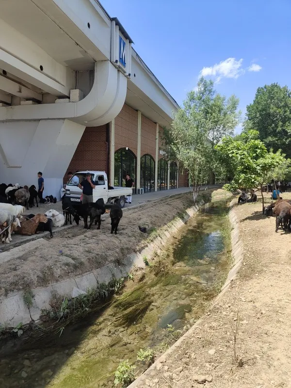 Qurbonlikka Qassoblik xizmatini taklif qlamiz — фото 2 Qurbonlikka Qassoblik xizmatini taklif qlamiz — фото 2