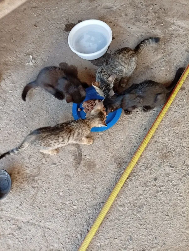 Котята хорошие здоровые Котята хорошие здоровые