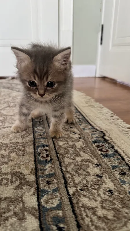Котята продаются 10