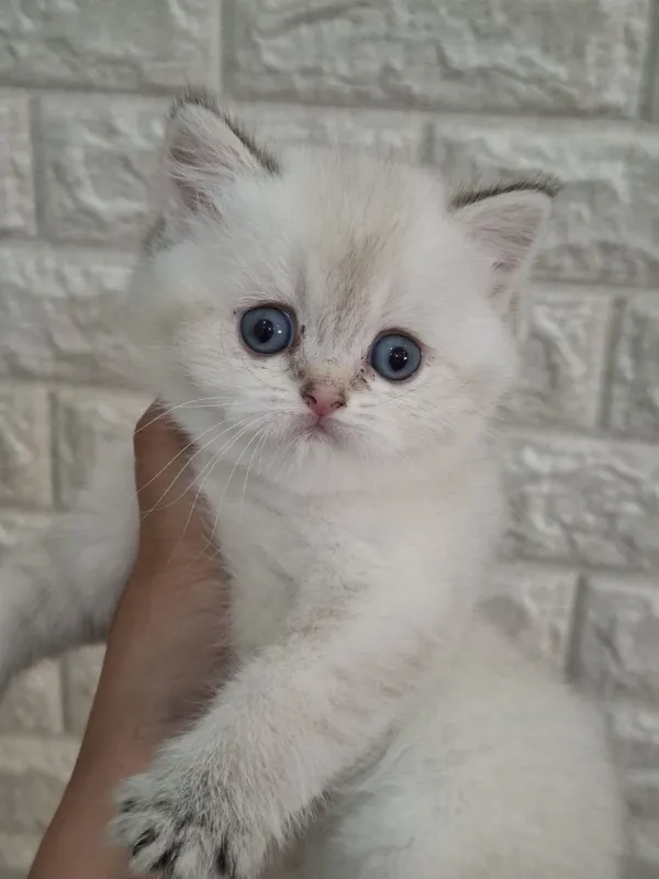 Кошка Белая шиншилла — фото 2