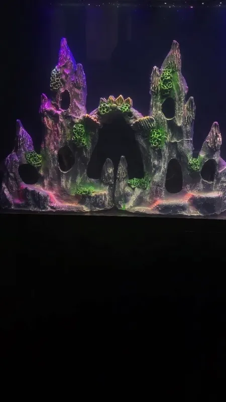 Akvariym baligʻlari bilan 1