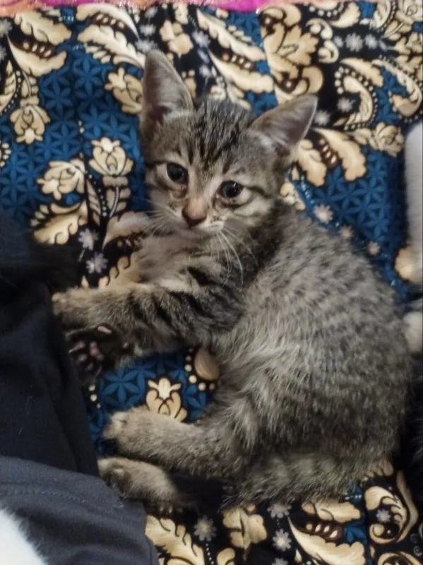 2 pishik bepula bariladi — фото 1