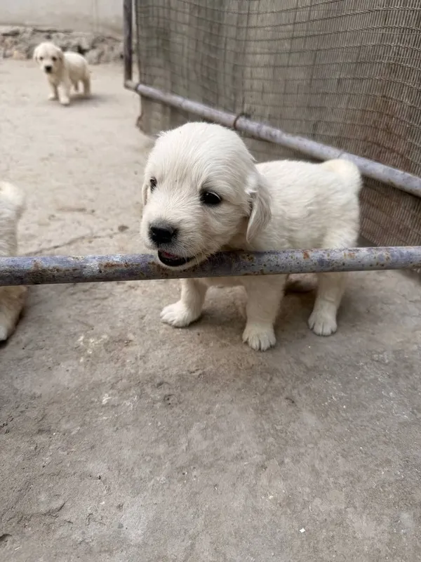 Продаются щенята — фото 5
