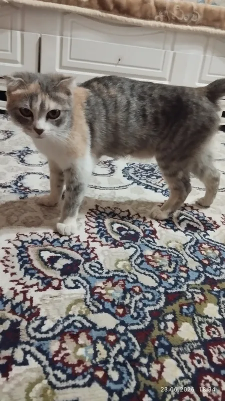 Mushuk 1 yosh toza hovliniki 4 ta chaqalogʻi bor — фото 1