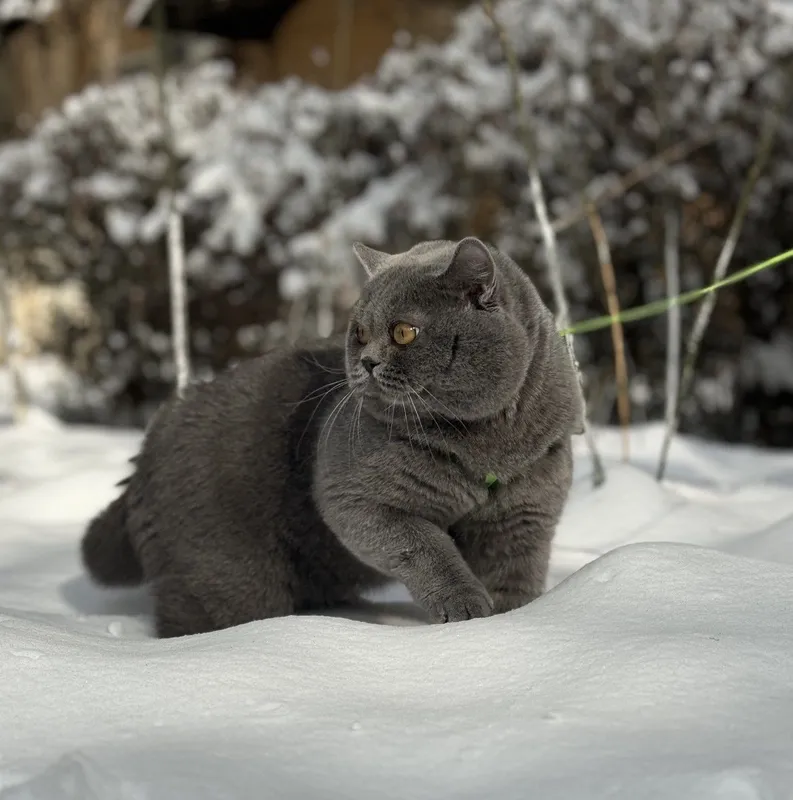 Вязка кота британской породы! — фото 2
