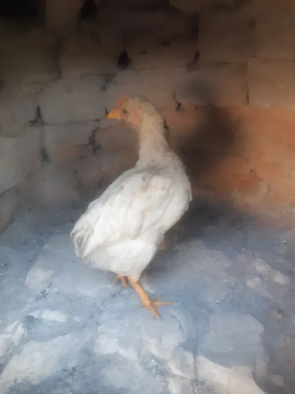 Uyda boqilgan juja 2 Uyda boqilgan juja 2
