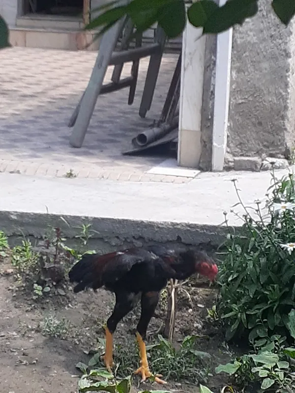 Тозза Дакан хуроз 2