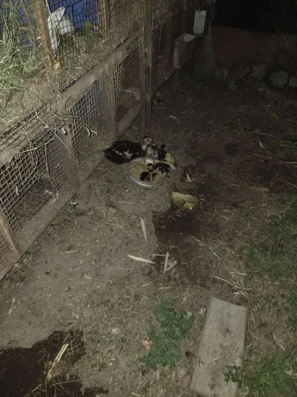 Indautka 11 ta jo'jalari bor 1 oylik bo'ldi sog'lom 4