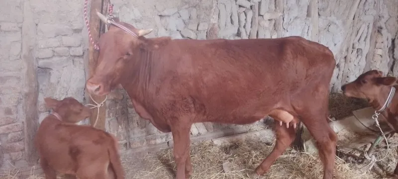 Srochniyga ona bola sigir sotiladi kafolati bilan 5