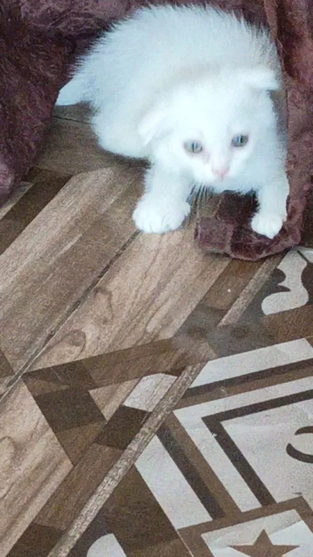 Котята Скоттиш фолдики , упитанные, ухоженные красавчики. 3