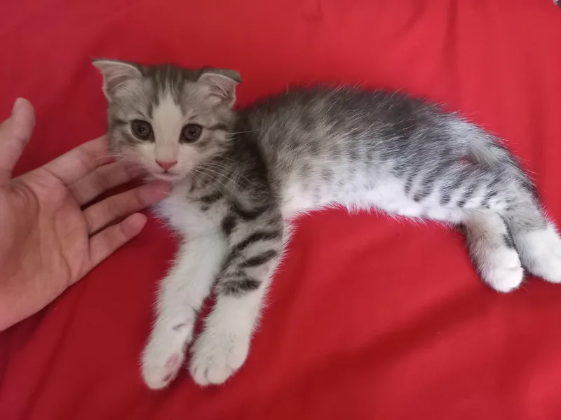 котёнок 2