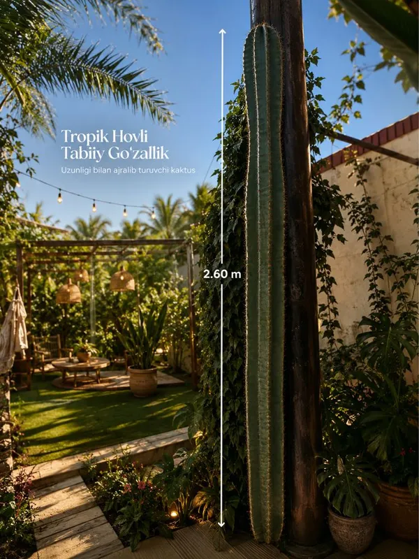 Церус (Cereus repandus / Cereus peruvianus) катус — 2.6 метр 5 Церус (Cereus repandus / Cereus peruvianus) катус — 2.6 метр 5