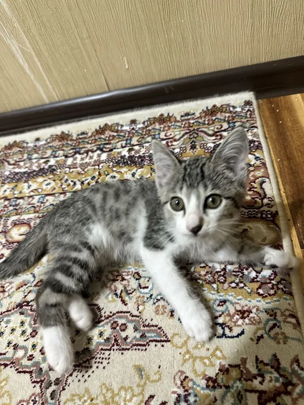 Котенок 2 месяца
