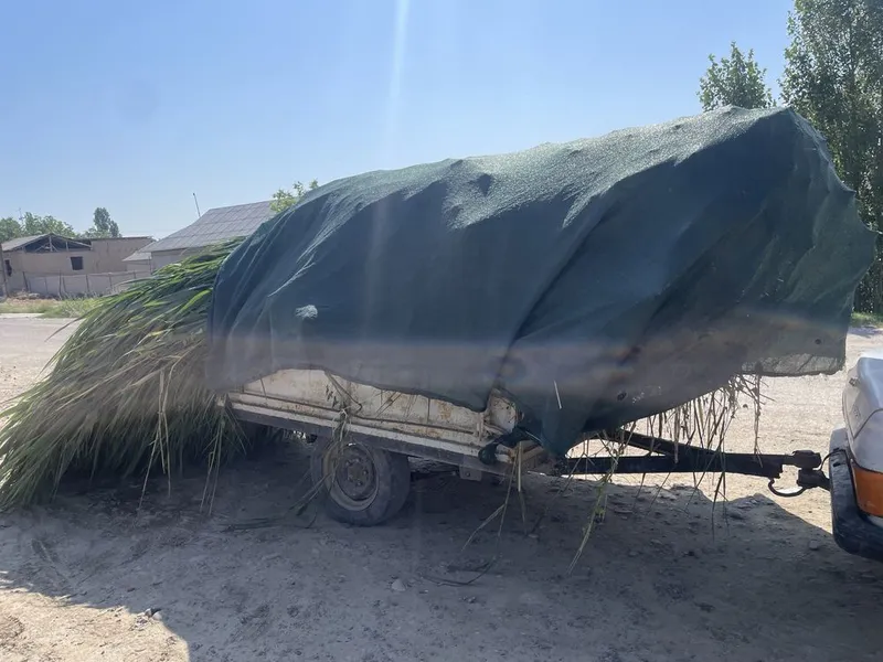 Lomboz ga qamich 2