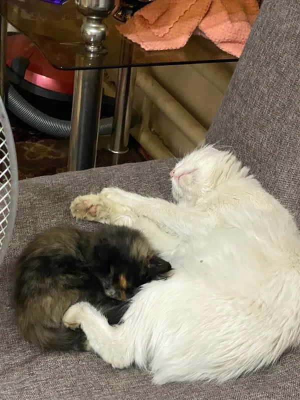 Котята 3 Котята 3