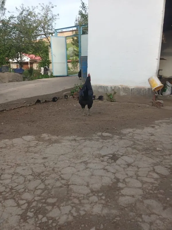 Кора Шахзода жужалари — фото 3