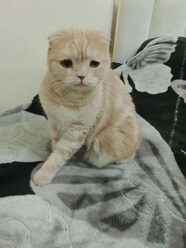 Скотищфолд 3 года Майса — фото 3