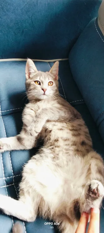 bepulga mushuk latog ini biladi